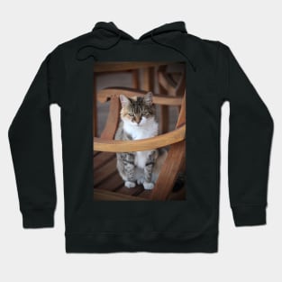 Adorable Tabby Cat Hoodie